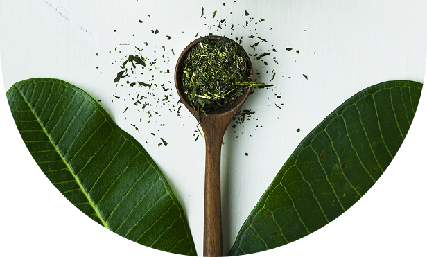Wooden spoon filled with dried green tea leaves, placed between two fresh green tea leaves on a white background.